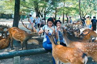 鹿鹿娱乐吃瓜,揭秘娱乐圈最新“吃瓜”事件